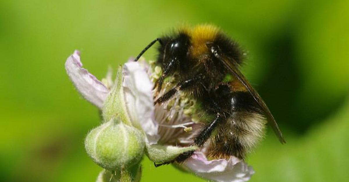 Unique portrayal of the Forest Cuckoo Bumblebee, also called Lebah Bumblebee Hutan Cuckoo in Bahasa Indonesia.