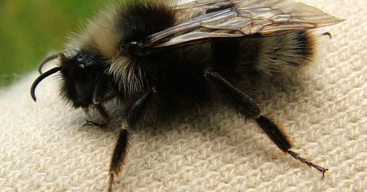 Snapshot of the intriguing Forest Cuckoo Bumblebee, scientifically named Bombus sylvestris.