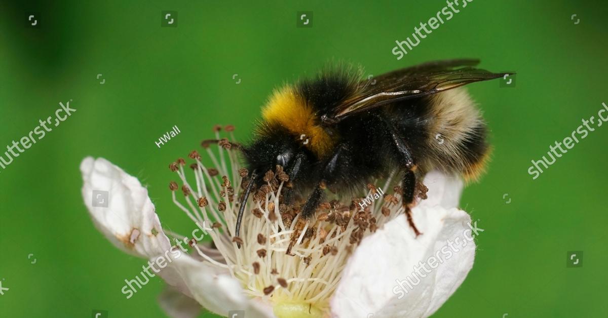 Glimpse of the Forest Cuckoo Bumblebee, known in the scientific community as Bombus sylvestris.