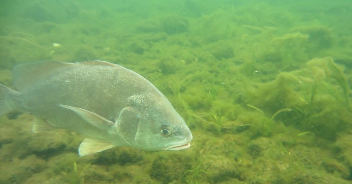 The elegant Freshwater Drum (Aplodinotus grunniens), a marvel of nature.