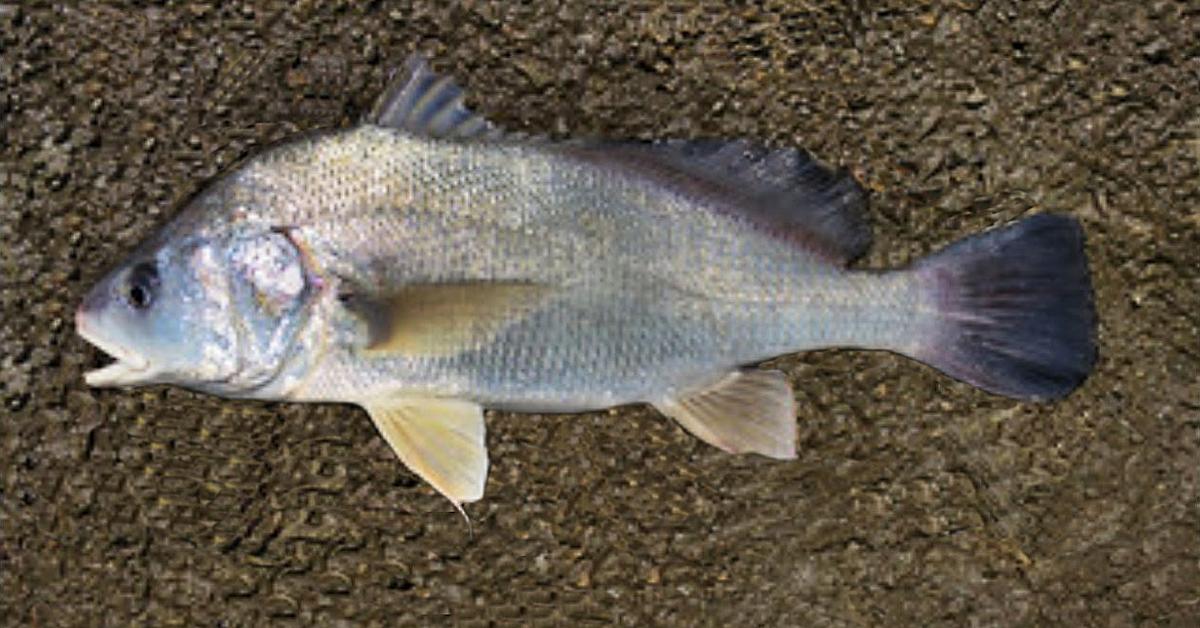 Natural elegance of the Freshwater Drum, scientifically termed Aplodinotus grunniens.