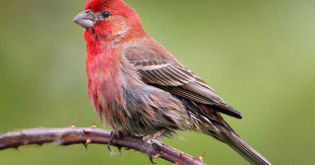 Natural elegance of the Finch, scientifically termed Fringillidae.