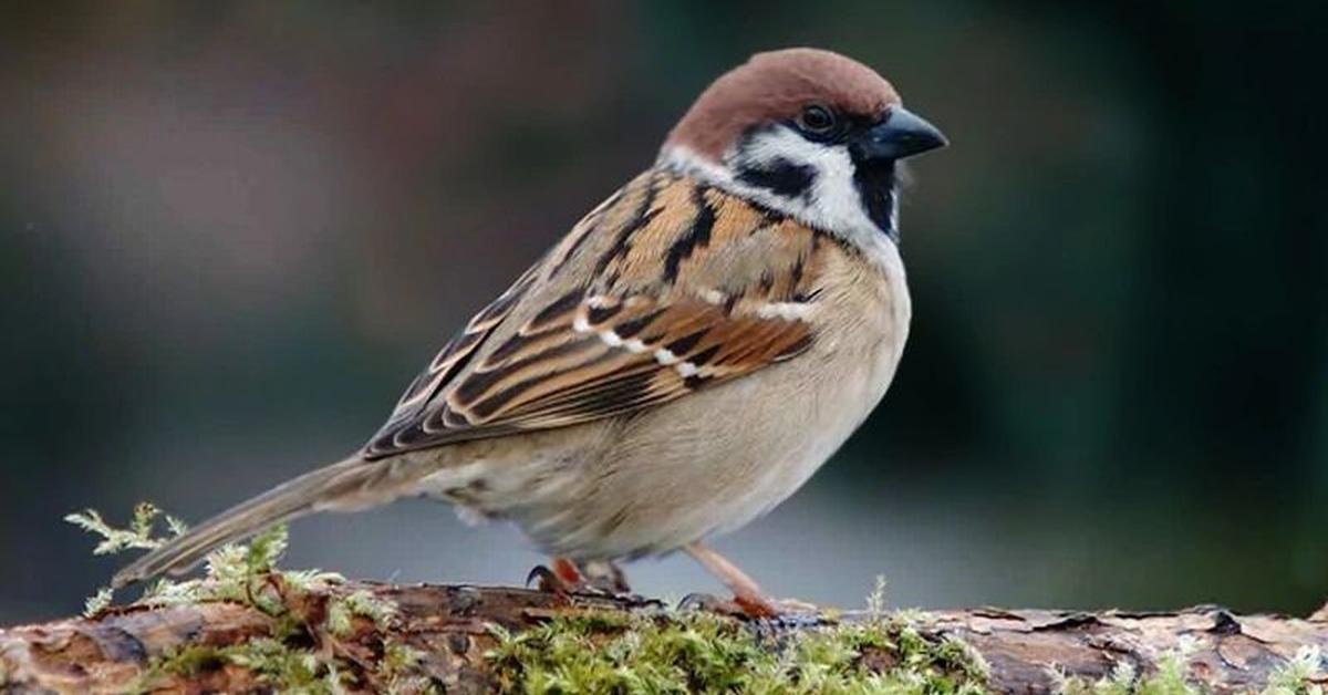 A look at the Finch, also recognized as Burung Pipit in Indonesian culture.