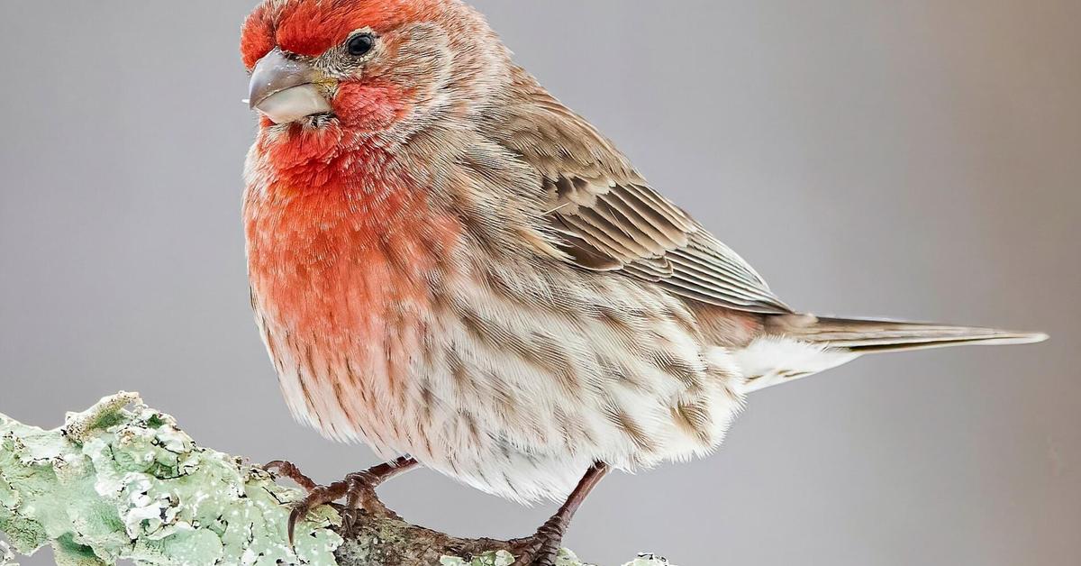 Vivid image of the Finch, or Burung Pipit in Indonesian context.