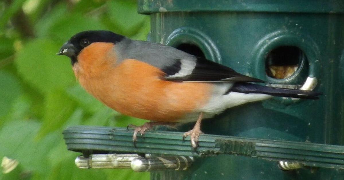 Portrait of a Finch, a creature known scientifically as Fringillidae.