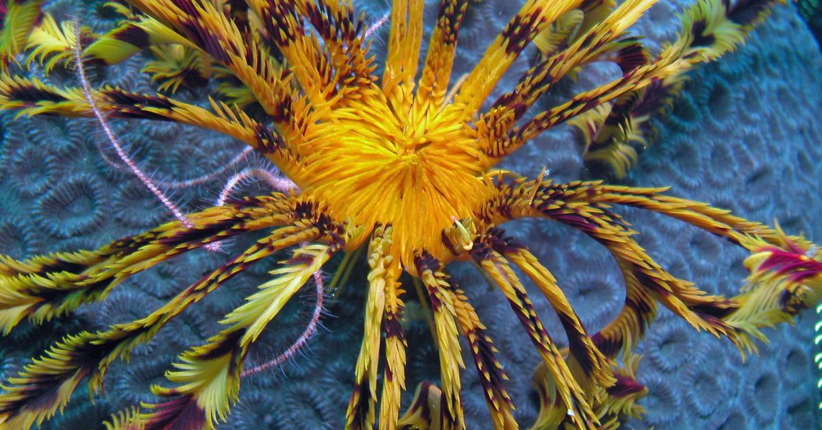 Stunning image of the Feather Star (Crinoidea), a wonder in the animal kingdom.