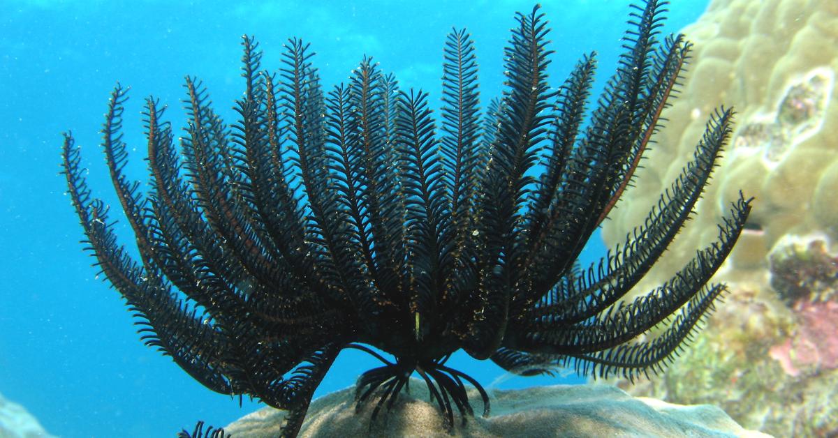 Visual of Feather Star, or Bintang Bulu in Indonesian, showcasing its beauty.