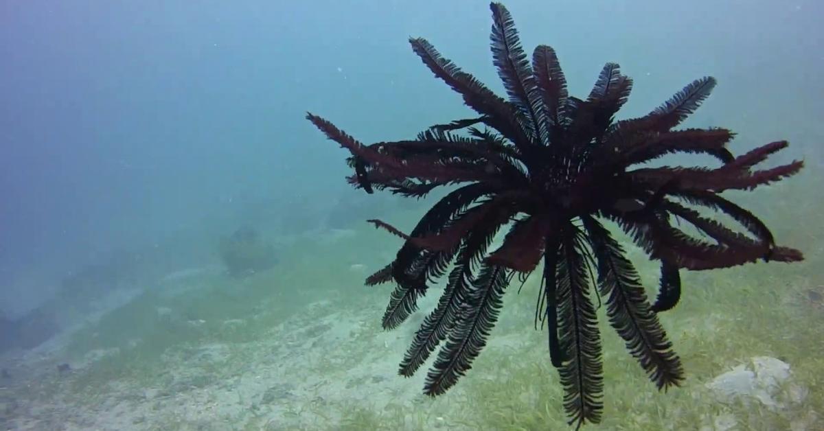 The alluring Feather Star, commonly referred to as Bintang Bulu in Bahasa Indonesia.