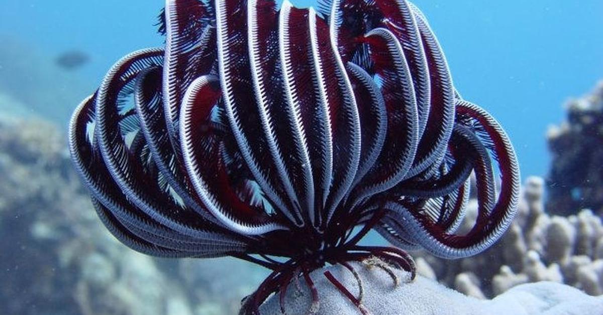 Insightful look at the Feather Star, known to Indonesians as Bintang Bulu.