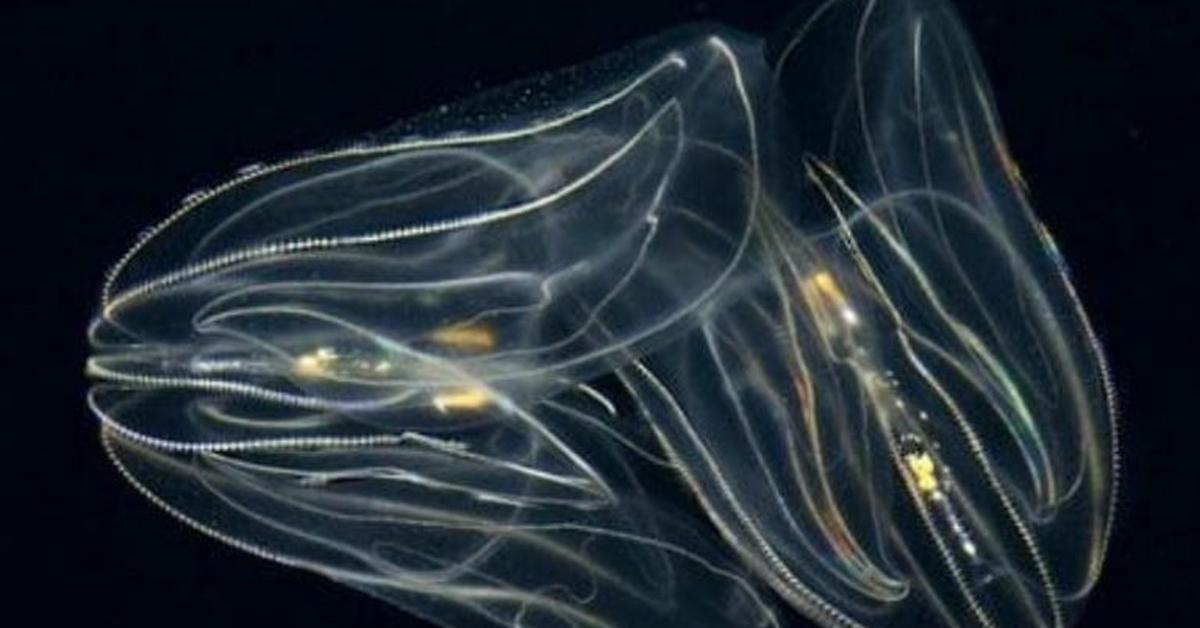 Detailed shot of the Feather Star, or Crinoidea, in its natural setting.