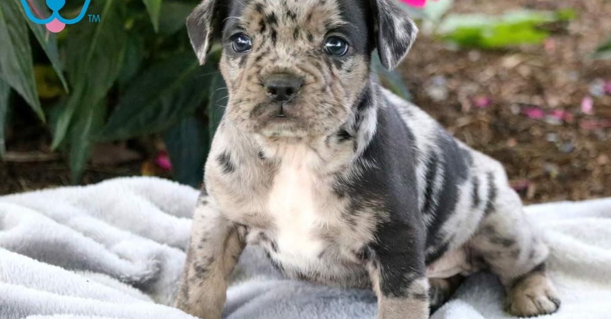 The French Bulldog Mix, a species known as Canis lupus, in its natural splendor.