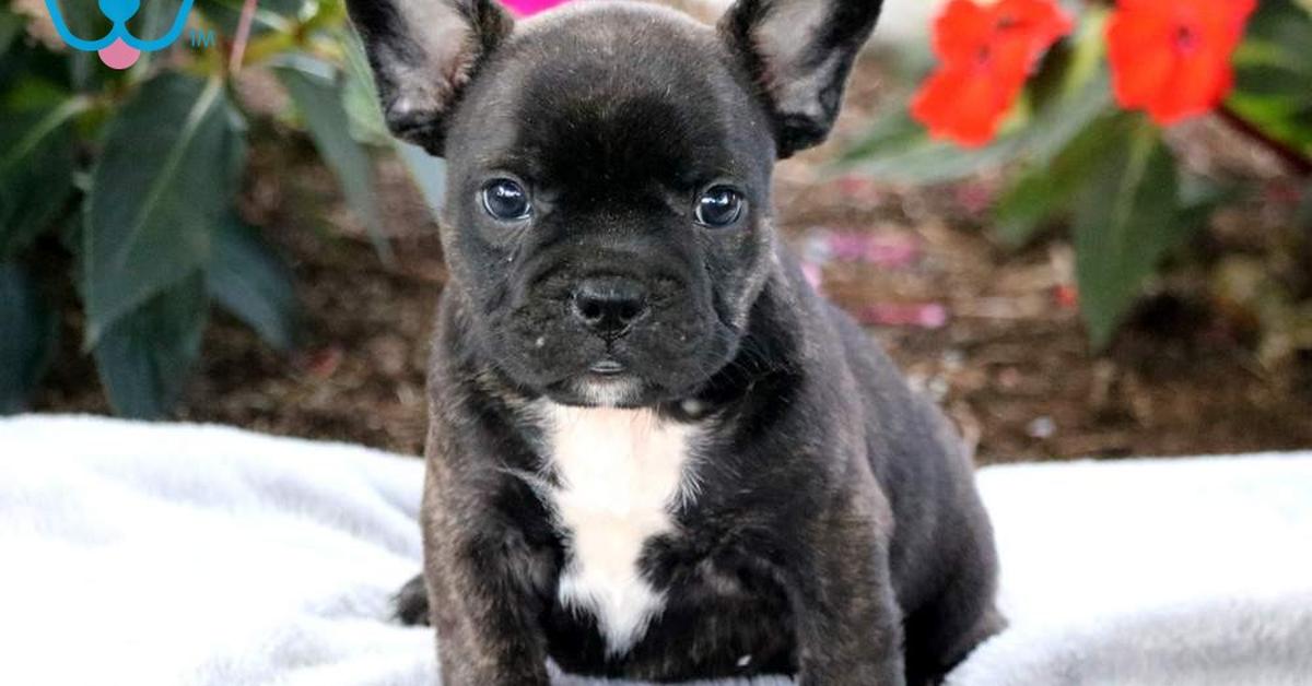 Captivating presence of the French Bulldog Mix, a species called Canis lupus.