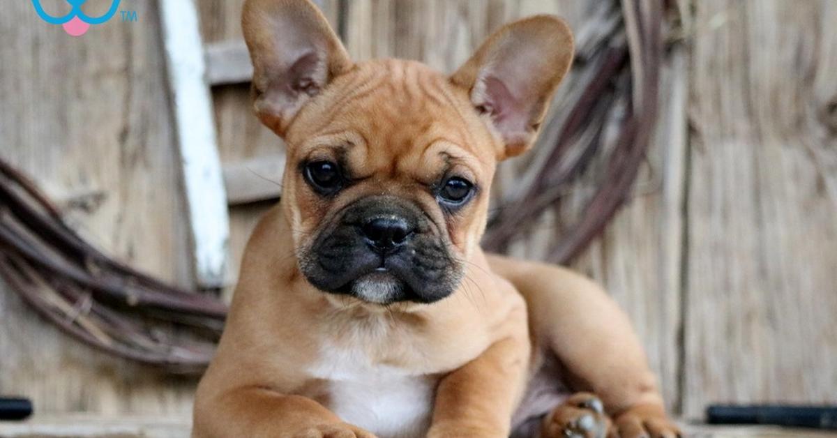 Image of the French Bulldog Mix (Canis lupus), popular in Indonesia as Campuran French Bulldog.