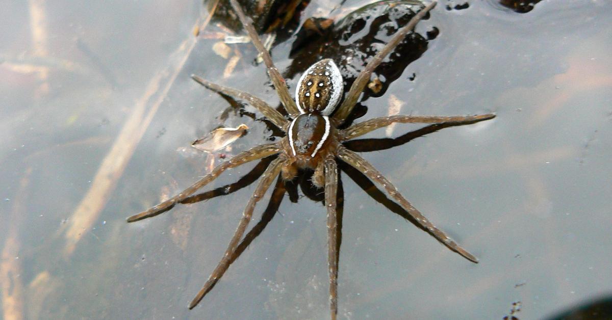 Picture of Fishing Spiders, known in Indonesia as Laba-laba Memancing.