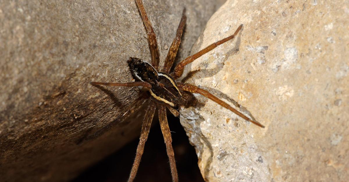 Charming view of the Fishing Spiders, in Indonesia referred to as Laba-laba Memancing.