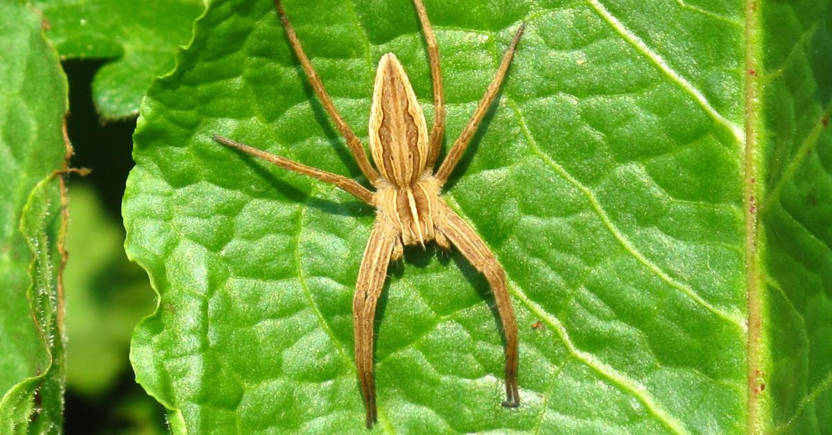 Visual representation of the Fishing Spiders, recognized in Indonesia as Laba-laba Memancing.