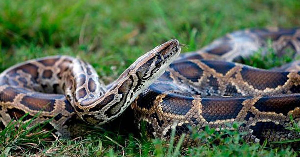 Portrait of a Firefly Ball Python, a creature known scientifically as Python regius.