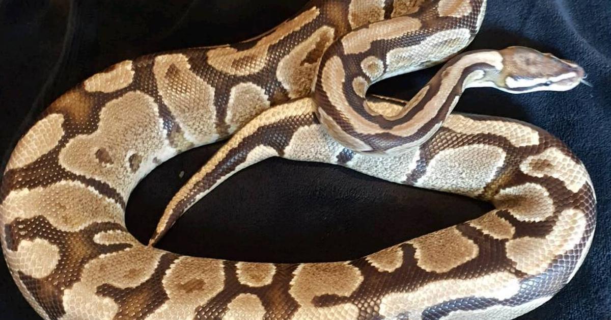 Detailed shot of the Fire Ball Python, or Python regius, in its natural setting.