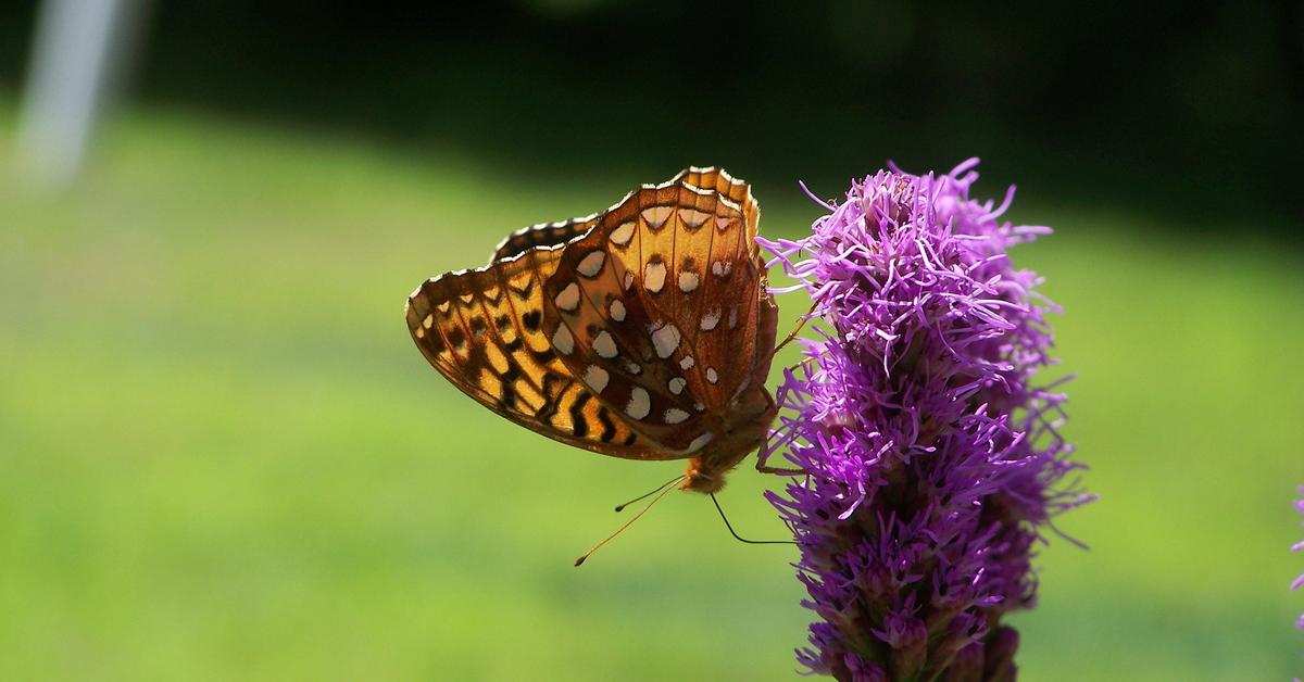 Captivating presence of the Fritillary Butterfly, a species called Nymphalidae.