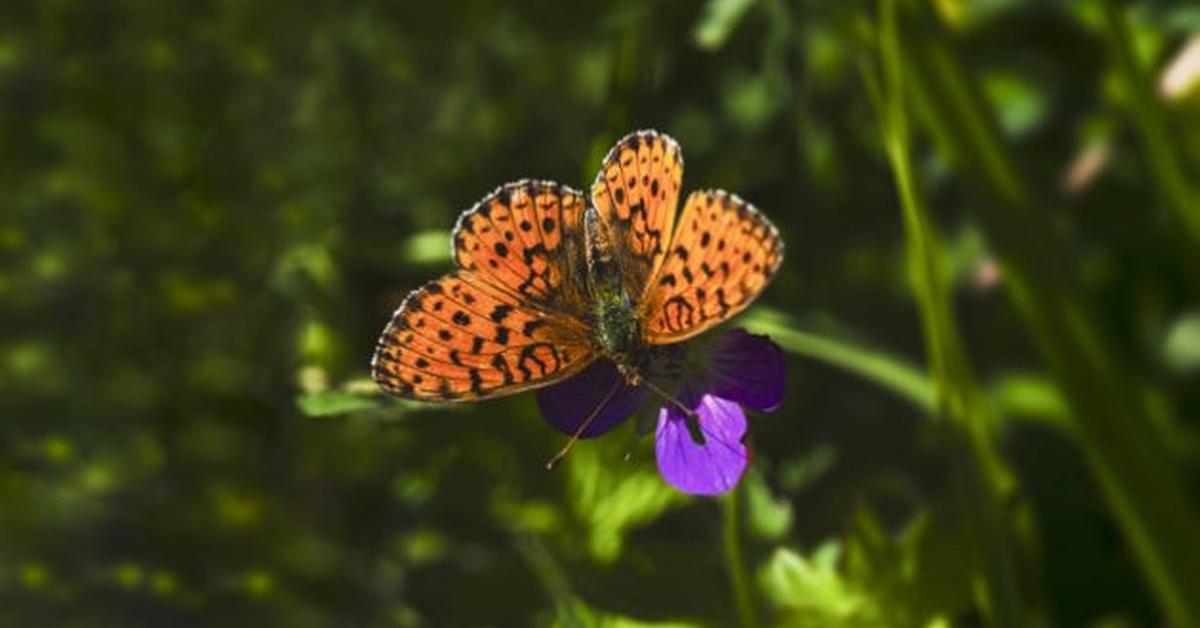 Striking appearance of the Fritillary Butterfly, known in scientific circles as Nymphalidae.