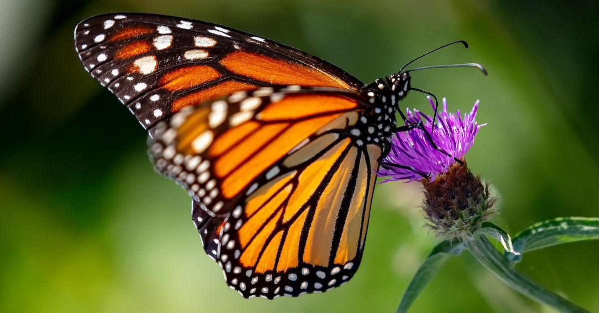 Vivid image of the Fritillary Butterfly, or Kupu-kupu Fritillary in Indonesian context.