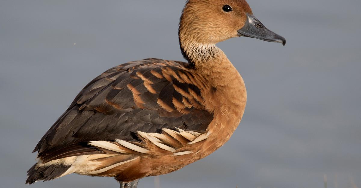 Distinctive Fulvous Whistling Duck, in Indonesia known as Bebek Kecil Berwarna Kuning Kemerahan, captured in this image.