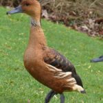 Engaging shot of the Fulvous Whistling Duck, recognized in Indonesia as Bebek Kecil Berwarna Kuning Kemerahan.