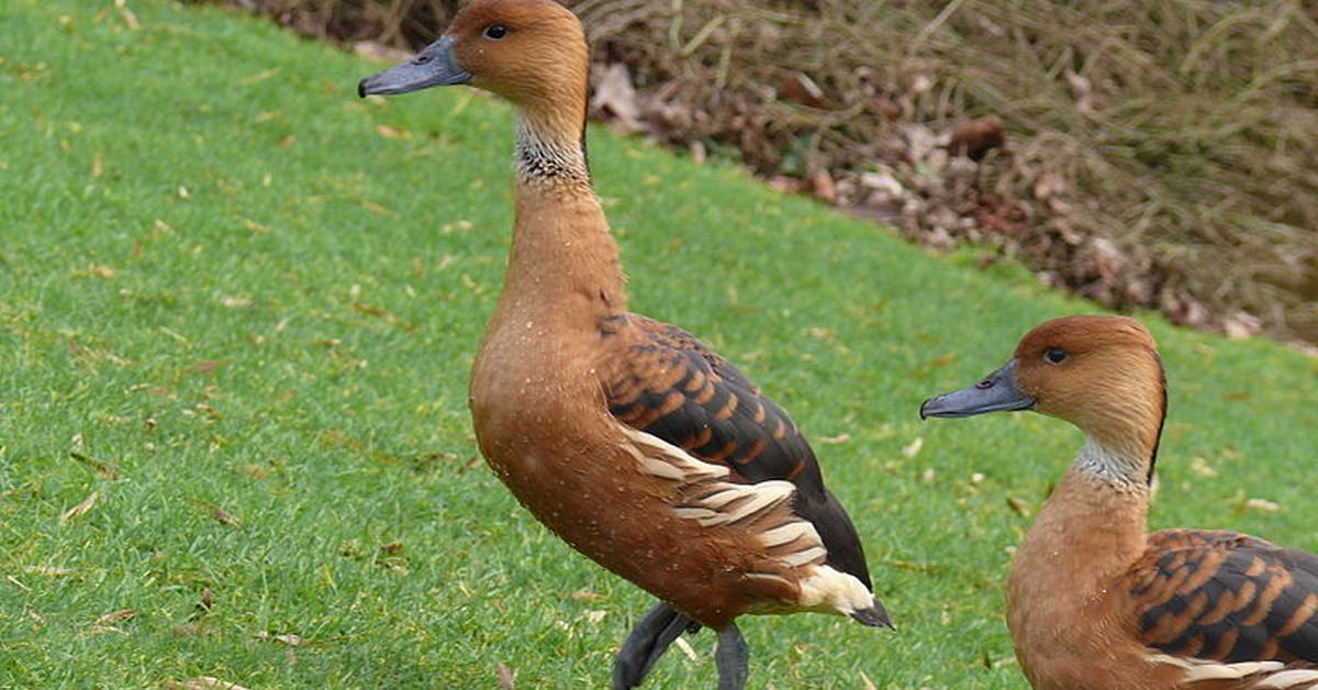 Elegant portrayal of the Fulvous Whistling Duck, also known as Dendrocygna bicolor.