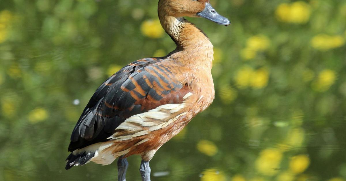 The Fulvous Whistling Duck, an example of Dendrocygna bicolor, in its natural environment.