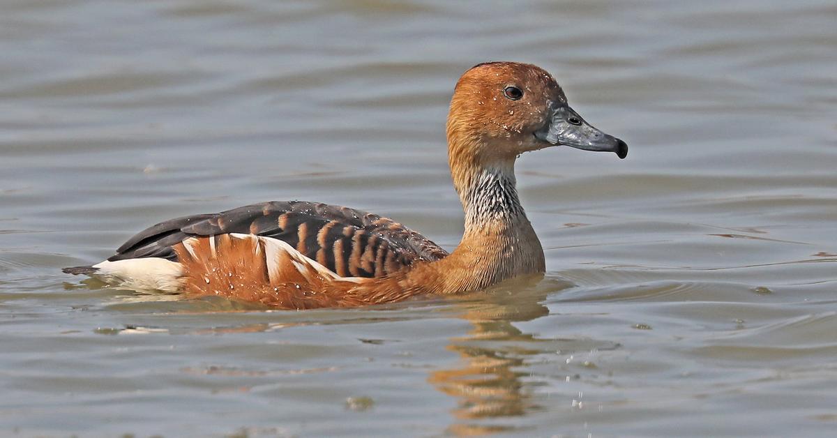 Distinctive Fulvous Whistling Duck, in Indonesia known as Bebek Kecil Berwarna Kuning Kemerahan, captured in this image.