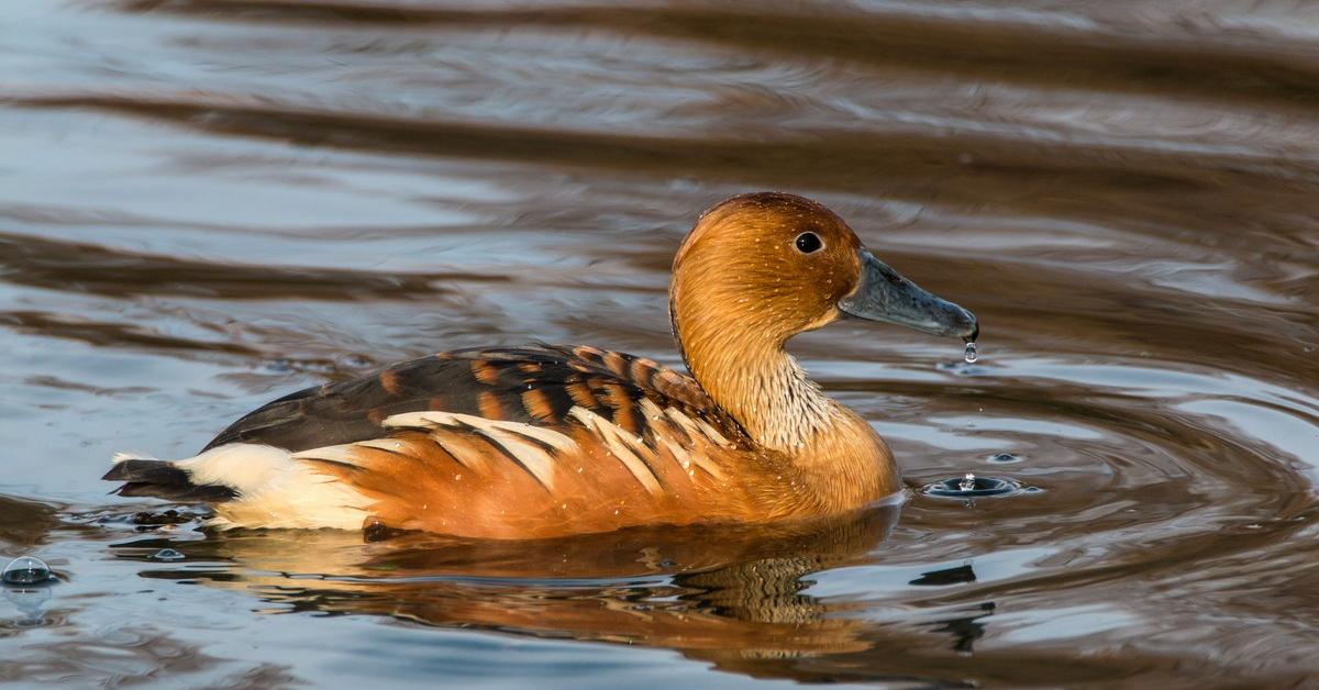 Visual representation of the Fulvous Whistling Duck, recognized in Indonesia as Bebek Kecil Berwarna Kuning Kemerahan.