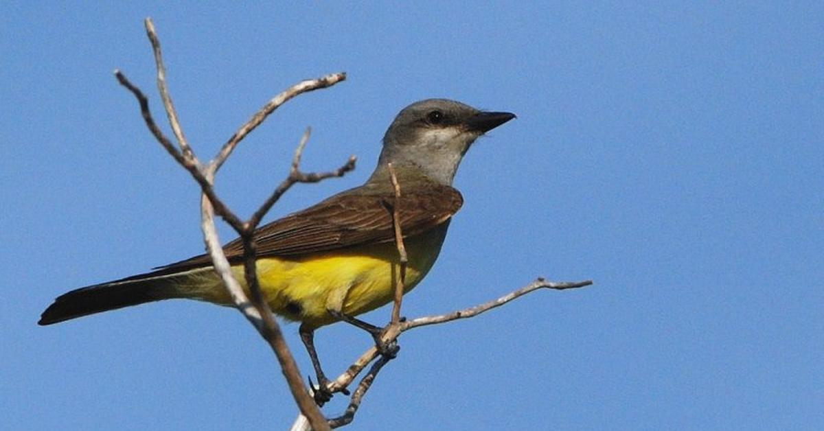 The remarkable Flycatcher (Tyrannidae), a sight to behold.