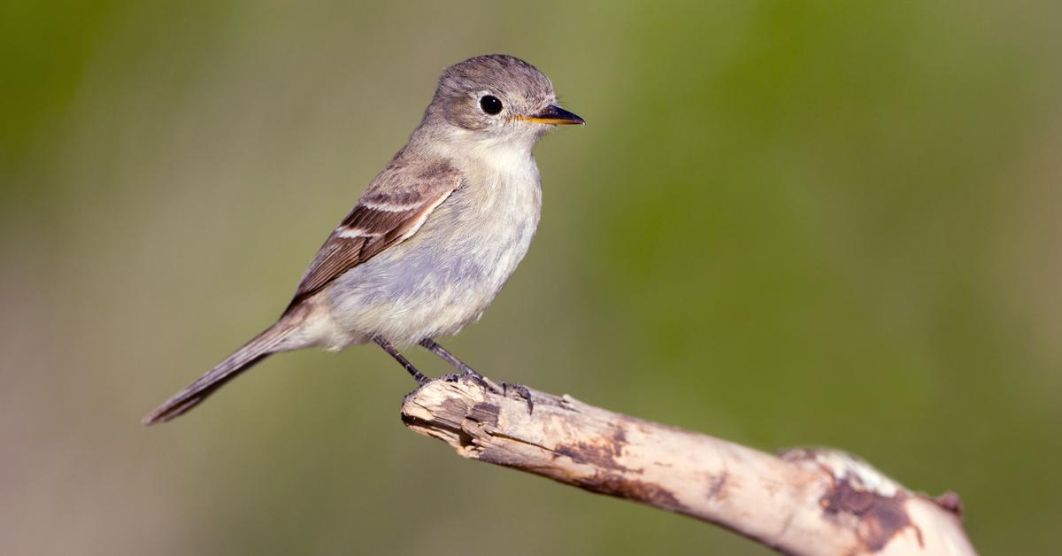 A beautiful representation of the Flycatcher, scientifically Tyrannidae.