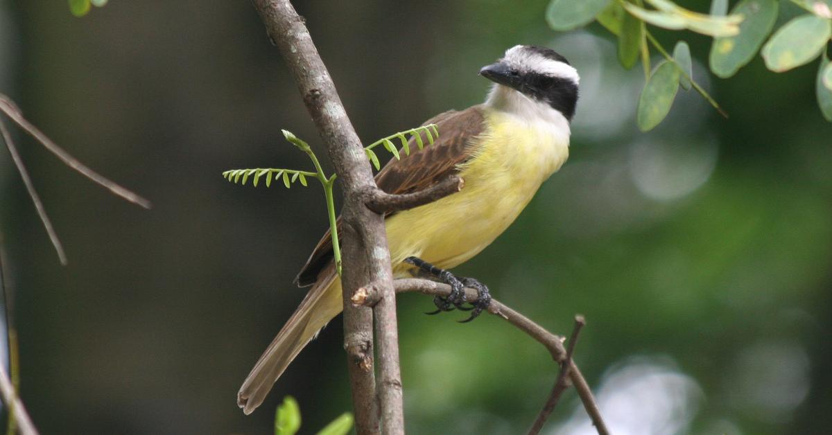 Engaging shot of the Flycatcher, recognized in Indonesia as Burung Pemangsa Lalat.