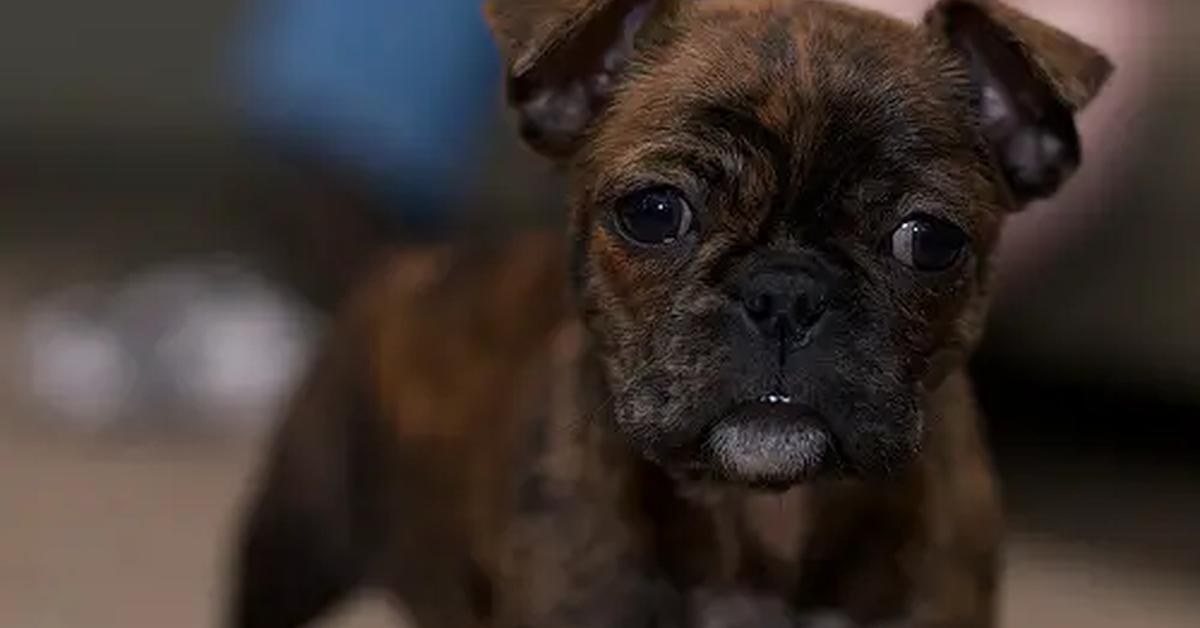 Engaging shot of the Frug, recognized in Indonesia as Anjing Frug.