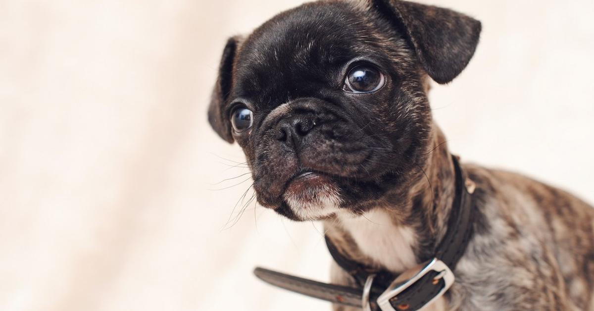 The elegant Frug (Canis lupus), a marvel of nature.