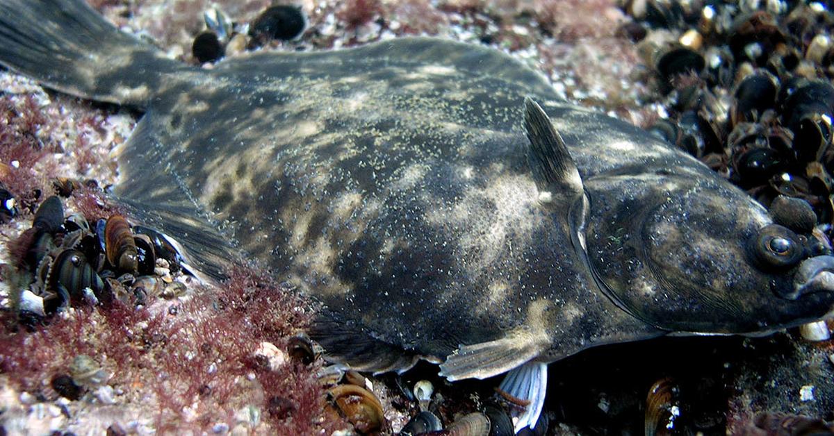 Photographic depiction of the unique Flounder Fish, locally called Ikan Flounder.