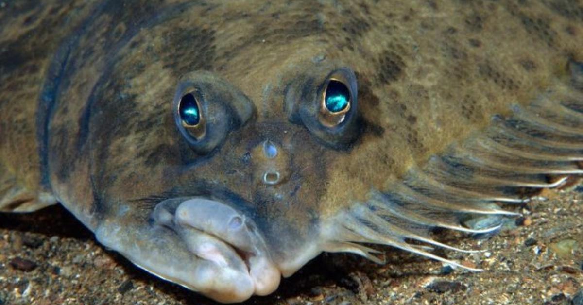 Portrait of a Flounder Fish, a creature known scientifically as Platichthys.