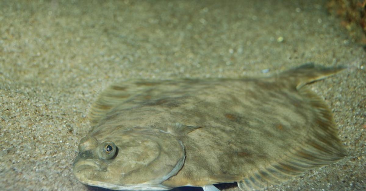 Vibrant snapshot of the Flounder Fish, commonly referred to as Ikan Flounder in Indonesia.