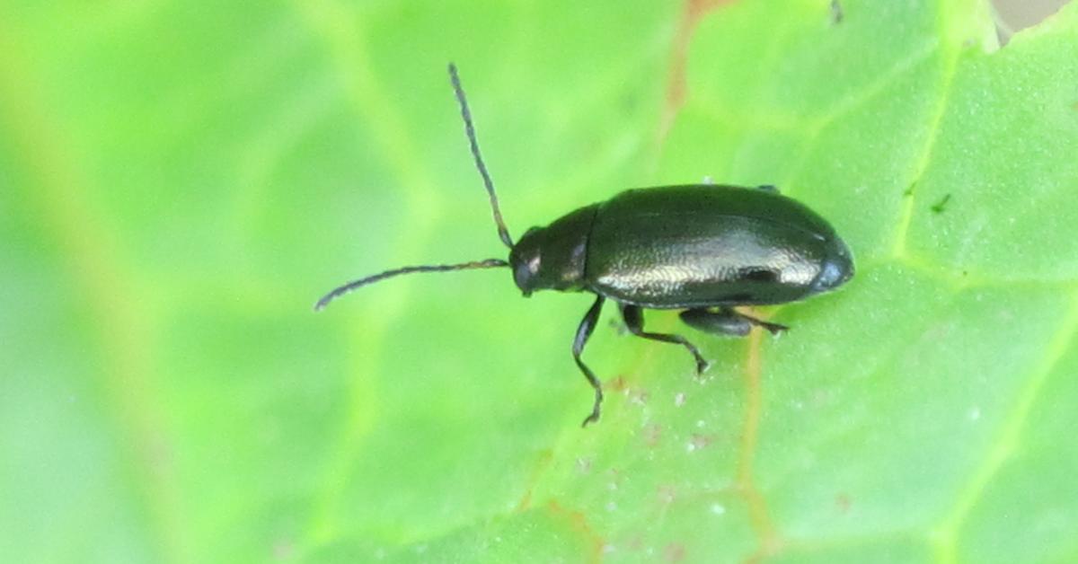 Splendid image of the Flea Beetle, with the scientific name Chrysomelidae.