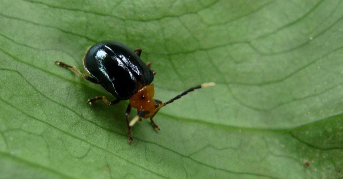 Enchanting Flea Beetle, a species scientifically known as Chrysomelidae.