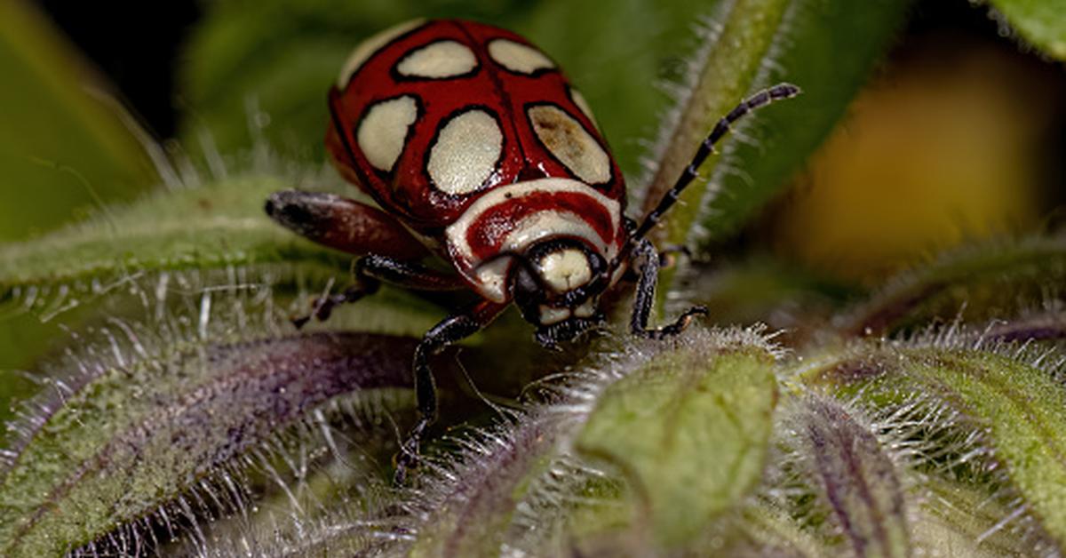 Stunning depiction of Flea Beetle, also referred to as Chrysomelidae.