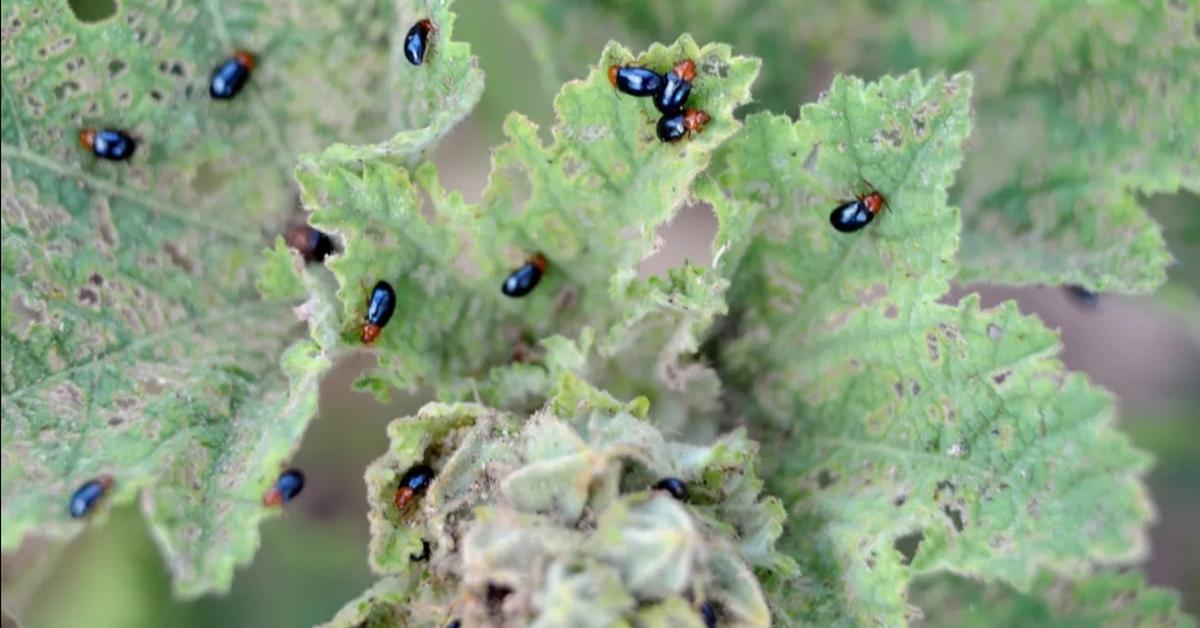 The majestic Flea Beetle, also called Kumbang Kutu in Indonesia, in its glory.