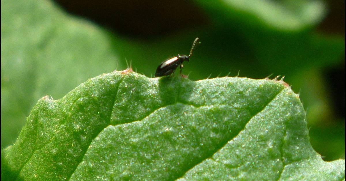 Photograph of the unique Flea Beetle, known scientifically as Chrysomelidae.