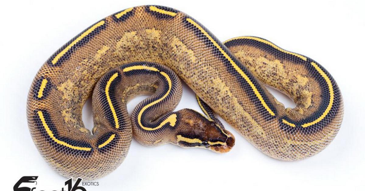 A beautiful representation of the Freeway Ball Python, scientifically Python regius.