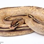 Glimpse of the Freeway Ball Python, known in the scientific community as Python regius.