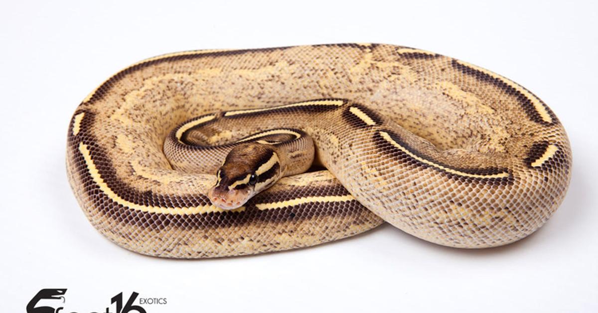 Glimpse of the Freeway Ball Python, known in the scientific community as Python regius.