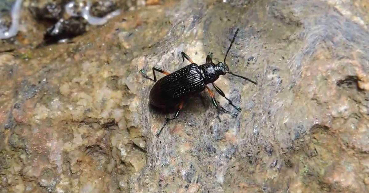 Visual representation of the Flour Beetle, recognized in Indonesia as Kumbang Tepung.