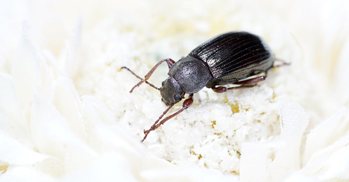 A look at the Flour Beetle, also recognized as Kumbang Tepung in Indonesian culture.