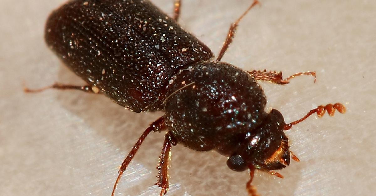 Engaging shot of the Flour Beetle, recognized in Indonesia as Kumbang Tepung.